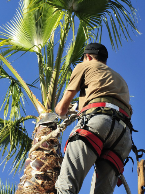 Palm Trimming